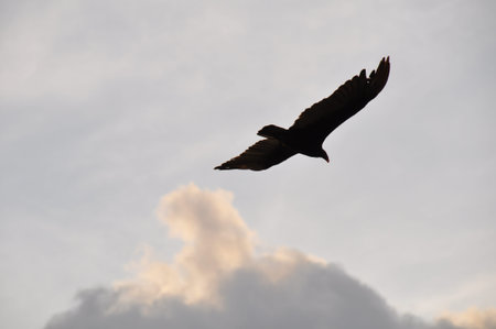 HAWK ON LFIGHT, COSTA RICA