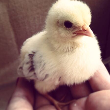 Little chickenの素材