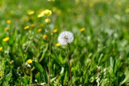 Dandelion in a spring landscape surrounded by grass and wild flowers. Backgroundの写真素材