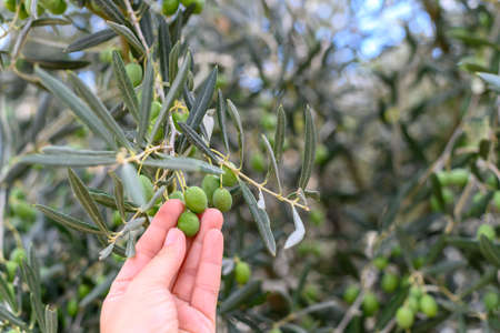 Woman's hand touching green olives from an olive treeの写真素材