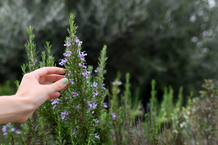 Woman's hand touches a rosemary plant with a purple flower in a plantation.の写真素材