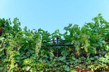 Vine with bunches of green grapes next to ivy on a fence of a house.の写真素材