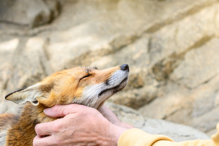 Close-up red fox enjoys being petted by a personの写真素材