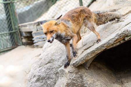 A red fox on rocks in captivityの写真素材