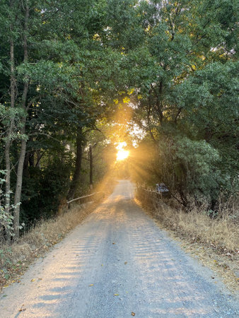 Sunset landscape of a sandy road, surrounded by trees and sun rays in the center. In Navaluenga, Avila, Spainの写真素材