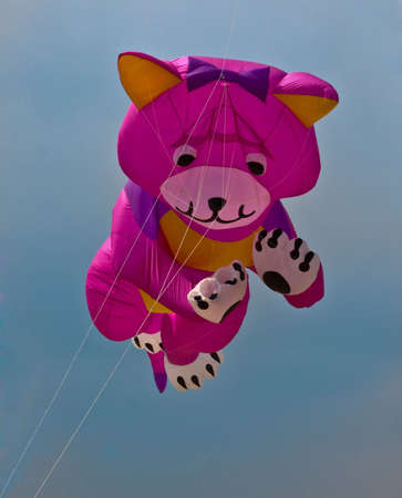 Cat in the windのeditorial素材