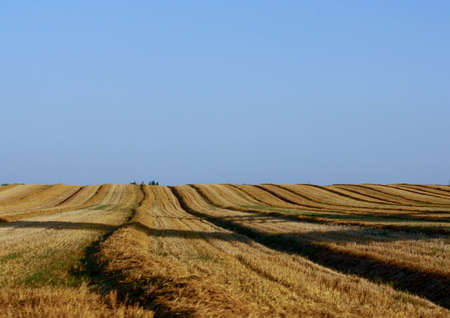 Cornfieldの写真素材