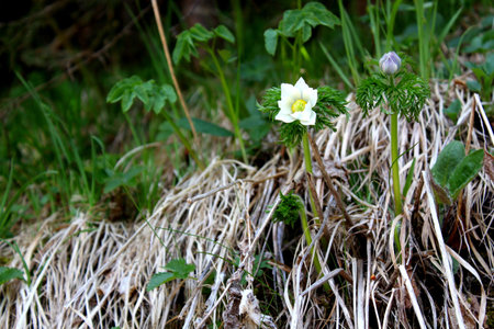 White flower growing in spring time
