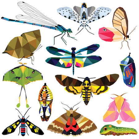 Insect set colorful low poly butterfly, moth, caterpillar, chrysalis, dragonfly designs isolated on white background. collection of animal insects in a modern style illustration.のイラスト素材