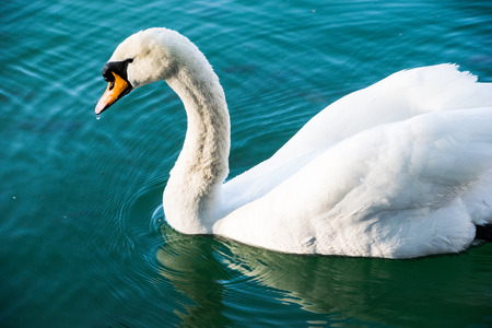 Side view of a white swan swimming in blue water.の写真素材
