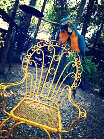 In the spa Brazilian birds around の素材