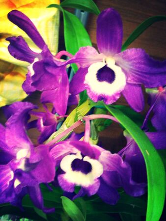 purple orchidsの素材