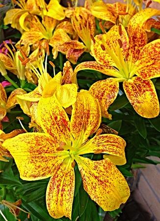 Yellow flowers の素材