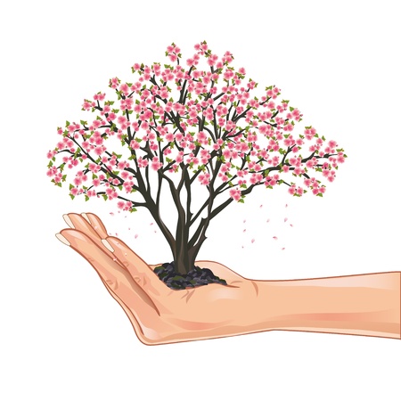 Hand holding a sakura blossom, japanese cherry tree, isolated on white backgroundのイラスト素材
