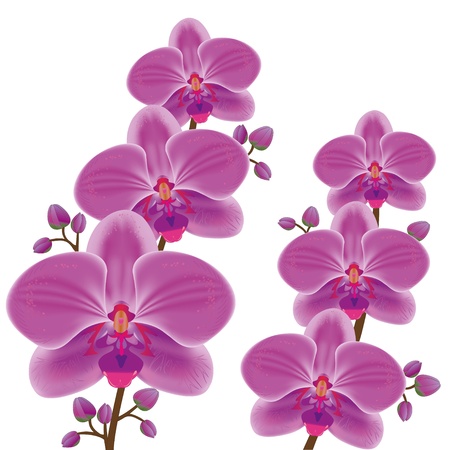 Exotic flower orchid isolated on white background, vectorのイラスト素材