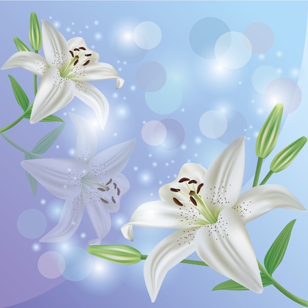 White lily flower background, greeting or invitation cardのイラスト素材
