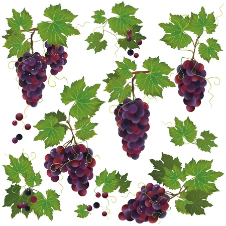 Set of realistic black grape with water drops isolated on white backgroundのイラスト素材
