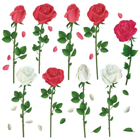 Set of flowers white and red roses isolated on white background  Vector illustrationのイラスト素材