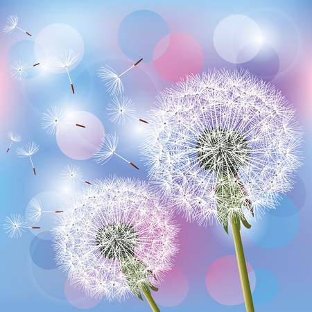 Flowers dandelions on light blue - pink background, vector illustration. Place for textのイラスト素材