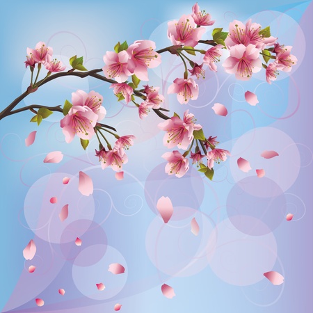 Sakura blossom - Japanese cherry tree background, greeting or invitation cardのイラスト素材