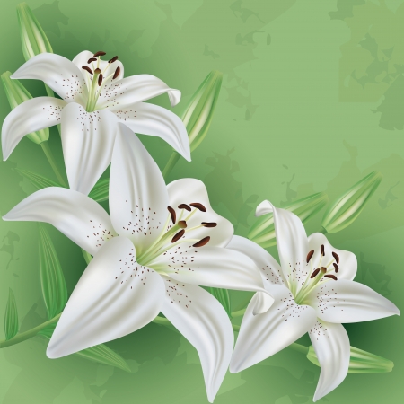 Floral vintage green background with white flower lily  Invitation or greeting card  Vector illustrationのイラスト素材