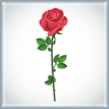 Beautiful flower red rose isolated on white background. のイラスト素材