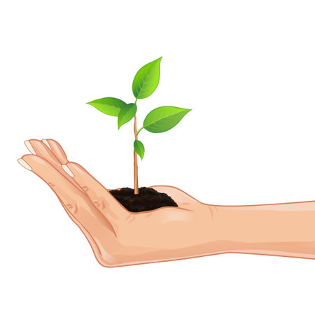 Hand holding a fresh green plant, element eco design, isolated on white background  Vector illustrationのイラスト素材