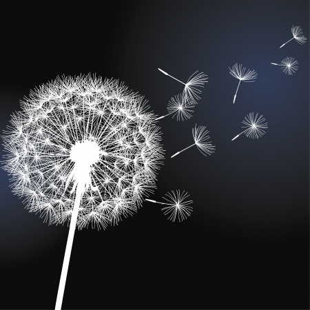 Flower dandelion white on black background  Vector illustration