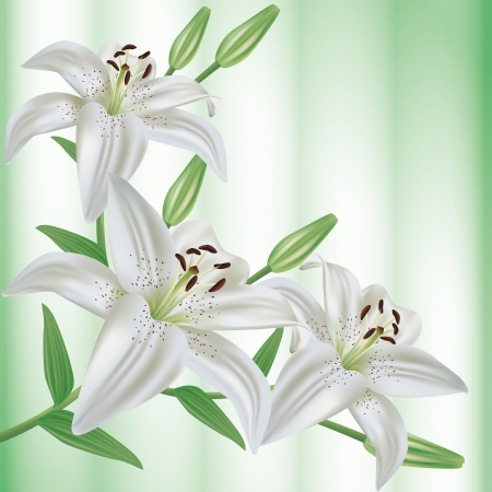 Greeting or invitation card with bouquet of flowers white lilies  Green floral background  Vector illustrationのイラスト素材