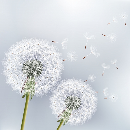 Stylish floral background with two flowers dandelions