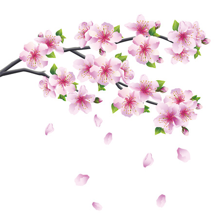 Blossoming branch of sakura - Japanese cherry tree with falling petal  Beautiful cherry blossom pink - violet, isolated on white background  Vector illustration