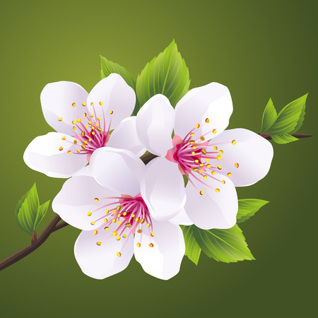 Blossoming branch of Japanese cherry tree sakura.  Beautiful cherry blossom white, isolated on green background. Vector illustrationのイラスト素材