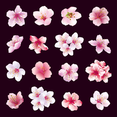 Set of different beautiful cherry tree flowers isolated on black background. Big collection of pink purple white sakura blossom japanese cherry tree. Elements of floral spring design. Vector illustration