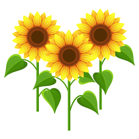 nature background with three sunflowers. Stylized summer yellow flowers isolated on white background. Stylish floral wallpaper. Floral design elements. illustrationのイラスト素材