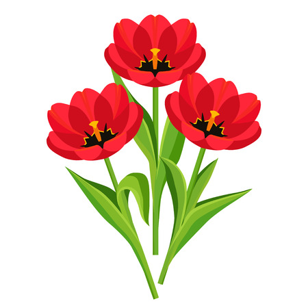 Beautiful nature background with three red tulips. Stylized bright spring flowers isolated over white. Floral design elements for Womens Day, Mothers Day, Easter. Vector illustrationのイラスト素材