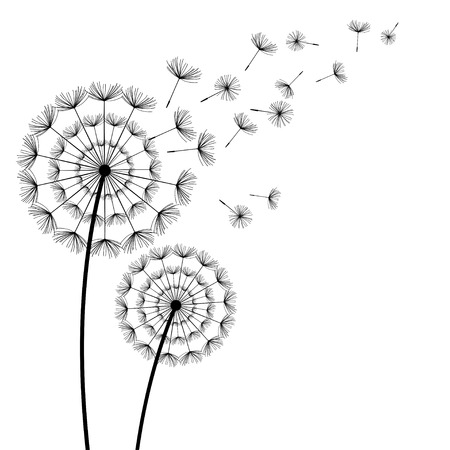 Two beautiful stylized black dandelions and flying fluff on white background. Floral stylish trendy wallpaper with summer or spring flowers. Modern nature backdrop. Vector illustrationのイラスト素材