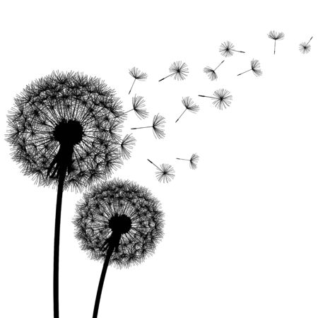 Two black dandelions silhouette with flying fluff.のイラスト素材