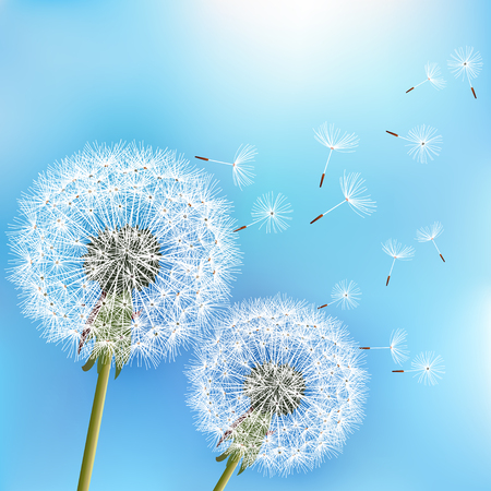 Stylish nature blue background with two flowers dandelions blowing seeds. Trendy floral spring or summer wallpaper. Vector illustrationのイラスト素材