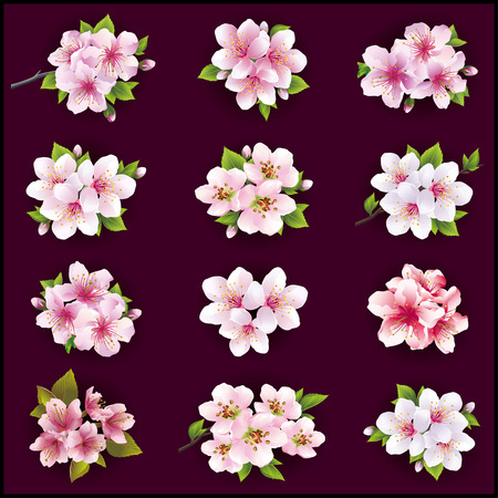 Set of beautiful cherry and apple tree flowers and leaves isolated on dark background. Collection of white, pink, purple Japanese sakura blossom. Floral spring or summer design elements, vector.のイラスト素材