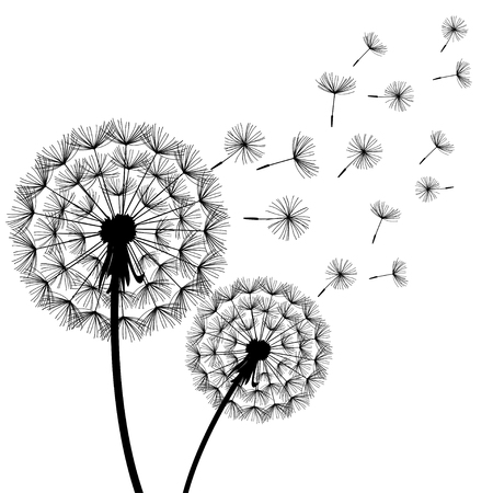 Black and white dandelions illustration.のイラスト素材