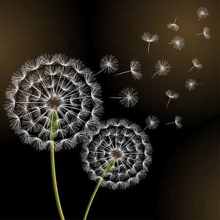 Beautiful stylish nature black background with two dandelions blowing. Floral trendy wallpaper with summer or spring flowers and flying fluff. Greeting card. Modern backdrop, vectorのイラスト素材