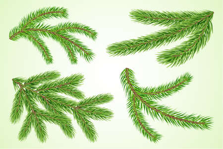 Set of detailed realistic lush fir or pine tree branches isolated on white - green background. Graphic design elements. Winter festive Christmas and New Year decorations. Vector illustrationのイラスト素材