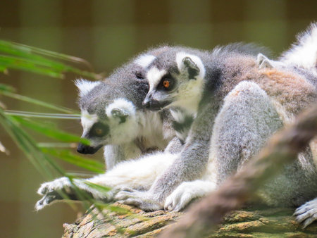 Exemplary of Madagascar wildlife. Lemurs sitting on tree in alert positionの写真素材