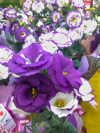 Lysanthus - Eustoma grandiflorum, known for prairie gentian, vases with delicate and vibrant flowers...