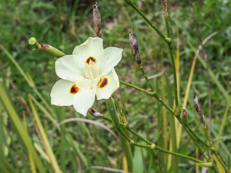 Close-up of shrub of beautiful and delicate flowers in the garden, Dietes bicolor