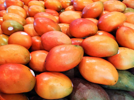 Table with fruits of ripe and green mangoes (Tommy Atkins) in fresh food market.の写真素材