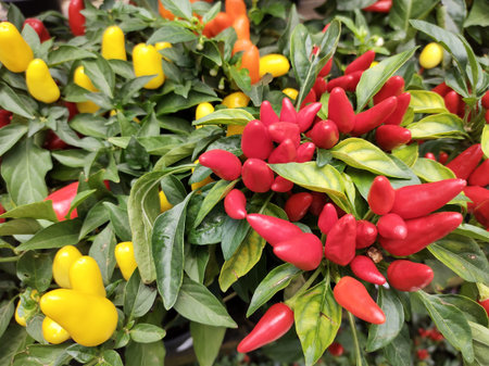 Closeup of red pepper bed with yellow peppers in the background in an indoor garden.