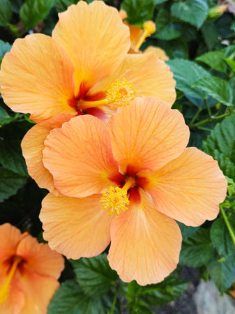 Hibiscus bushes with orange flowers close up with blurred background.の写真素材