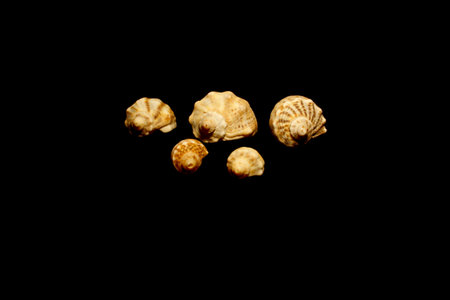 FIve shells isolated on black