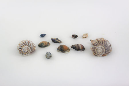 Shells isolated on white background